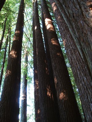 fairy ring of young redwoods, Pomo Canyon