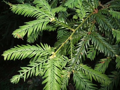 redwood branchlets, Pomo Canyon