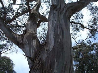 eucalyptus tree, Golden Gate Park panhandle