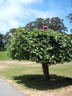 young adults in a tree, Golden Gate Park