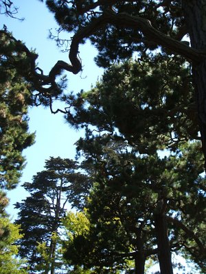 pines, Japanese Tea Garden, Golden Gate Park