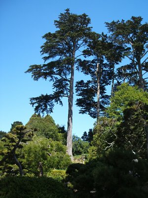 pines, Japanese Tea Garden, Golden Gate Park