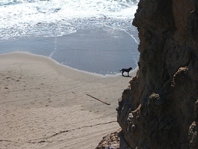 dog, cliff at the Cliff House, Sutro Heights Park