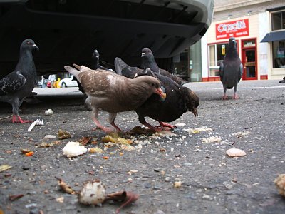 pigeons have brunch, North Beach