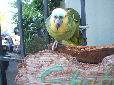 Shaboo, blue-fronted parrot residing at Hacienda Tamarindo