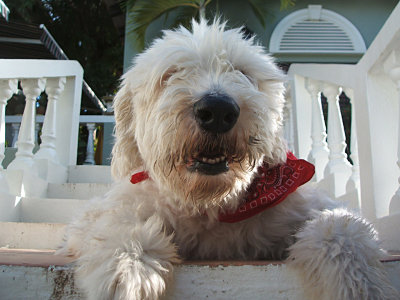 Barkley, ageing sheepdog at Hacienda Tamarindo