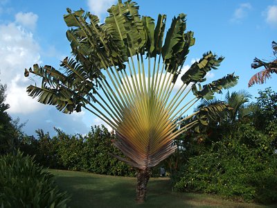 Traveler palm, property of the Inn on the Blue Horizon
