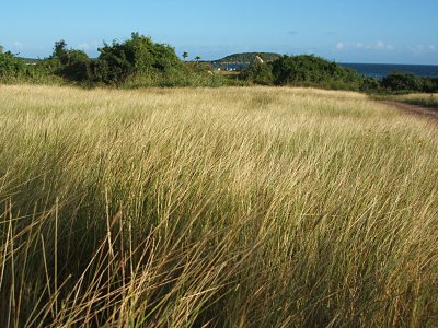 grassy field, property of the Inn on the Blue Horizon