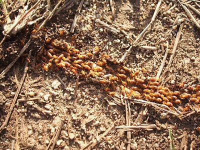 termite chain, property of the Inn on the Blue Horizon