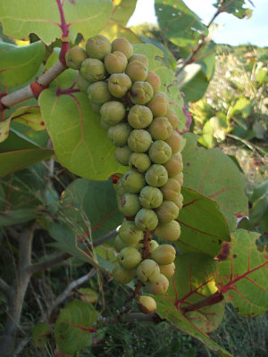 sea grape, Hector's By the Sea
