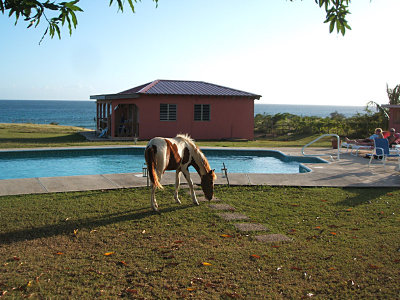 horse, swimming pool, Hector's By the Sea