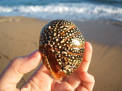 lobster shell, beachfront, Hector's By the Sea