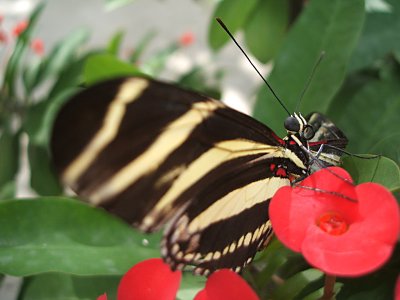 zebra butterfly