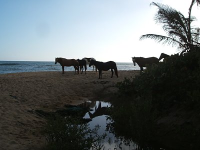 wild horses, Playa Grande