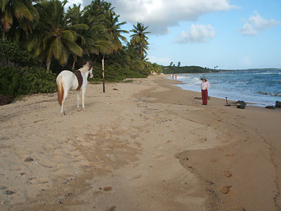 wild horse, Sandy, Playa Grande