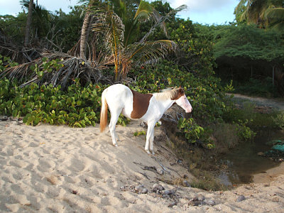 wild horse about to take a drink, Playa Grande