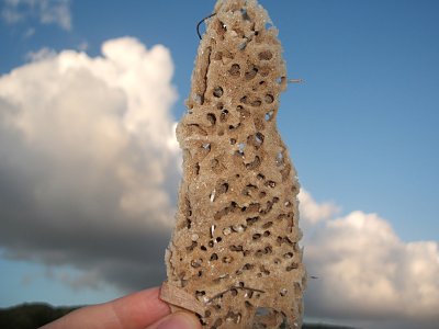 sponge, Playa Grande