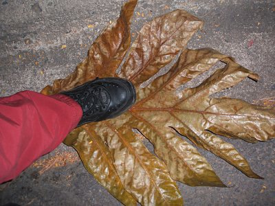 breadfruit tree leaf