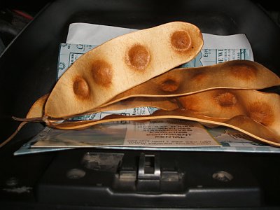 tree pods