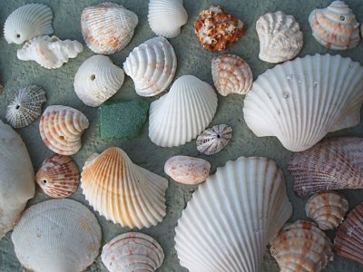 Collected shells. Those holes may have been drilled by octopi.