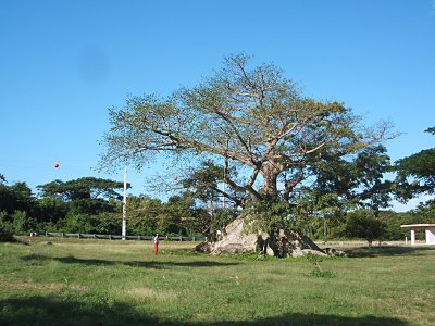 Some websites tout it as a 300 year-old ceiba tree. Some claim it's 400.