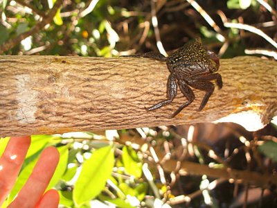 small crab, Bahia Ferro