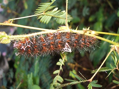 wish I knew... some kind of weird caterpillar, Mt. Pirata Road