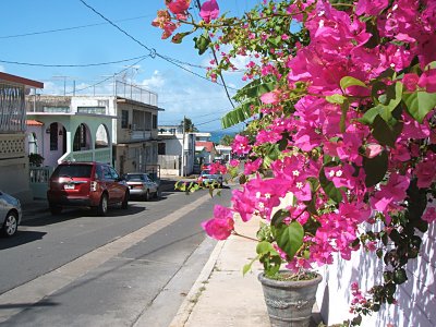 Bougainvillea, Isabel Segunda
