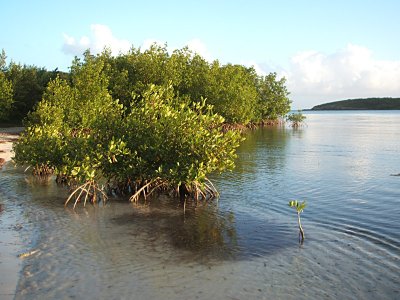 red mangrove, Playa Tres Palmitas