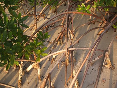 red mangrove shoots, Playa Tres Palmitas