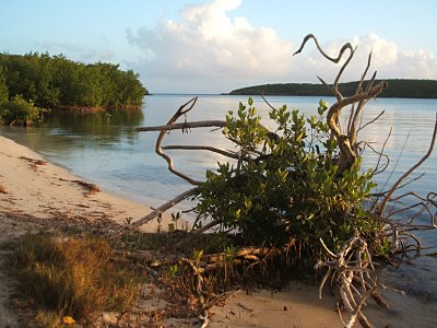 red mangrove, Playa Tres Palmitas