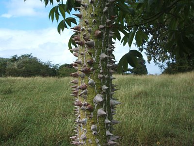 floss silk tree (Chorisia speciosa), western Vieques
