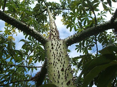 floss silk tree (Chorisia speciosa), western Vieques
