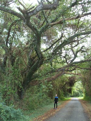 massive tree near Kiani Lagoon