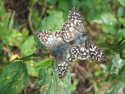 mating Checkered Skipper butterflies, Puerto Ferro