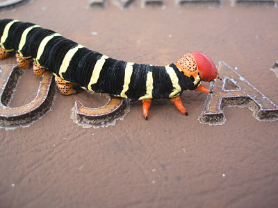 Frangipani caterpillar, cemetery, Isabel Segunda