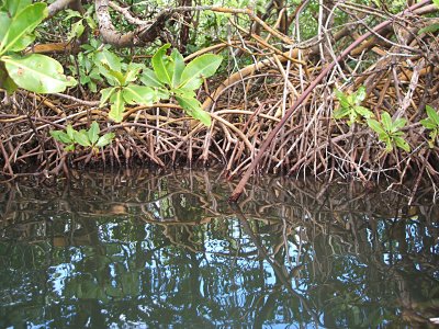 red mangrove shore, Bahia Ferro
