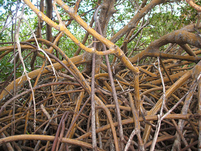 red mangrove roots, Bahia Ferro