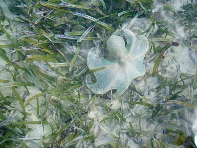 Caribbean reef octopus, Bahia Ferro