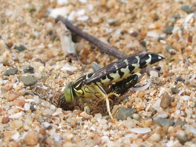 Sand (or Digger) wasp burying prey on beach