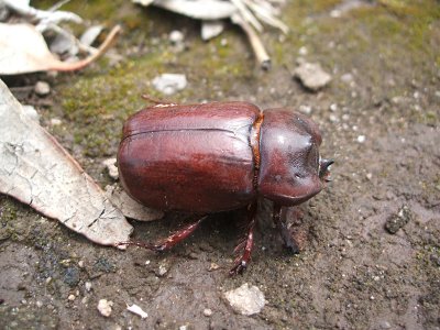 a kind of dung beetle