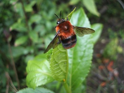 red bee