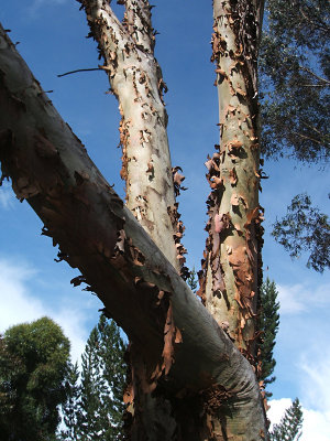eucalyptus trees, HSJ