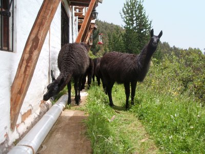 llamas licking the accommodations, HSJ