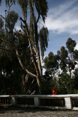 eucalyptus and potted plant, lower courtyard, HSJ