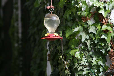 black-tailed trainbearer, HSJ