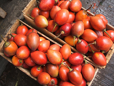 tree tomatoes