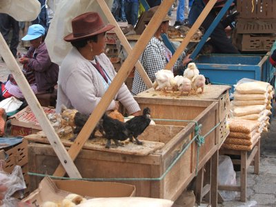 chicken sellers