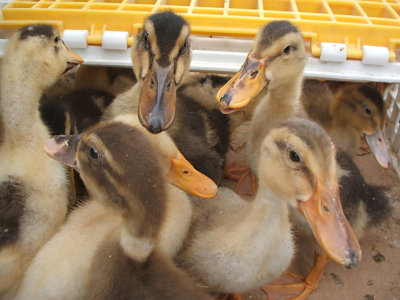 ducklings for sale