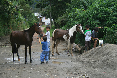boys and horses, Mindo